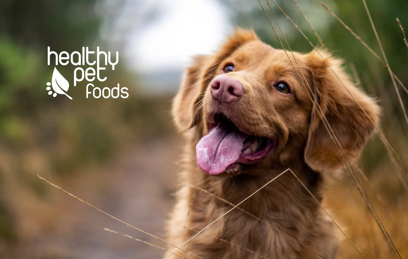 Portfolio - Healthy Pet Foods